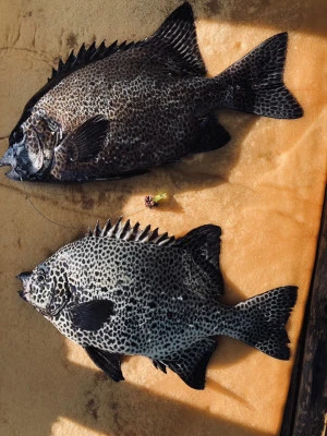 誠丸の2025年11月23日(日)2枚目の写真