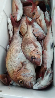 海洋丸の2025年11月23日(日)1枚目の写真