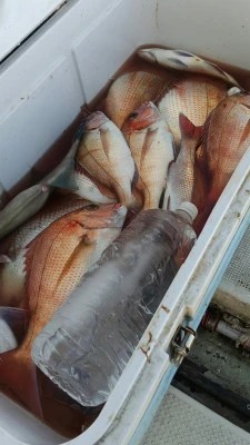 海洋丸の2025年11月23日(日)2枚目の写真