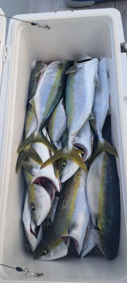 釣り船くわだの2025年11月21日(金)2枚目の写真