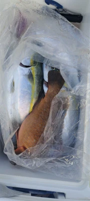 釣り船くわだの2025年11月21日(金)5枚目の写真