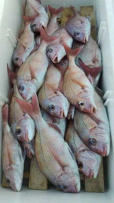 海洋丸の2025年11月24日(月)1枚目の写真