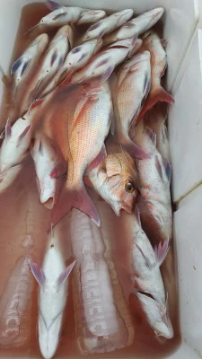 海洋丸の2025年11月24日(月)2枚目の写真