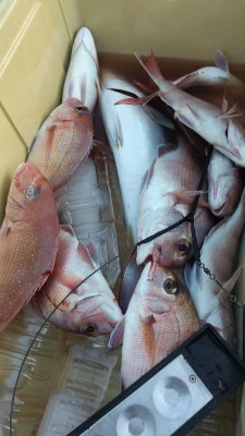 海洋丸の2025年11月24日(月)3枚目の写真