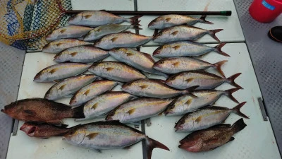 第三飛翔の2025年11月24日(月)5枚目の写真