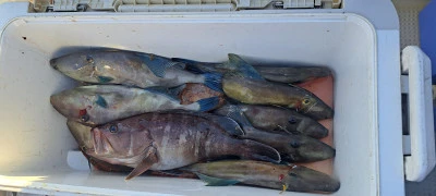 釣り船くわだの2025年11月24日(月)2枚目の写真