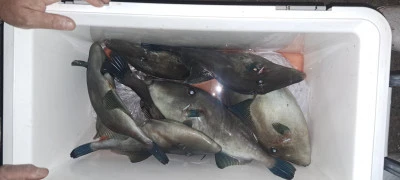 釣り船くわだの2025年11月24日(月)3枚目の写真