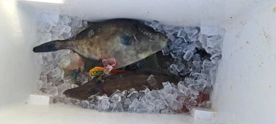 釣り船くわだの2025年11月24日(月)5枚目の写真