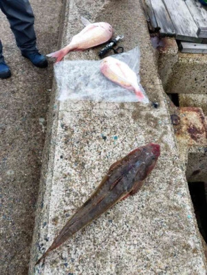 フィッシングセンター 海友の2025年11月22日(土)4枚目の写真