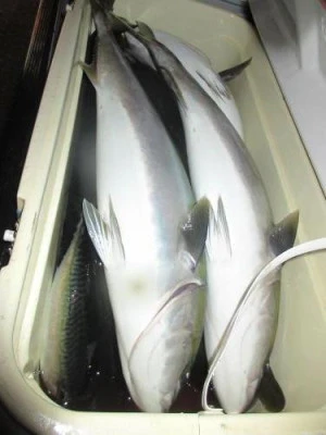 鈴木釣具店の2025年11月23日(日)1枚目の写真