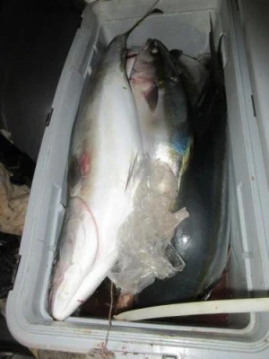 鈴木釣具店の2025年11月22日(土)2枚目の写真