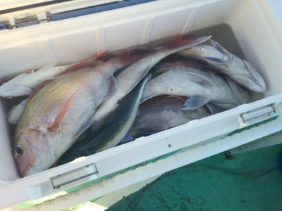 ゆたか丸の2025年11月15日(土)4枚目の写真