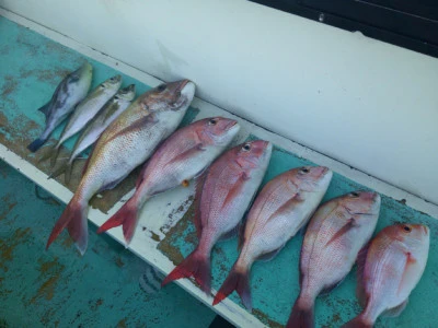 ゆたか丸の2025年11月15日(土)5枚目の写真