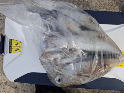 アーデン3号の2025年11月23日(日)1枚目の写真