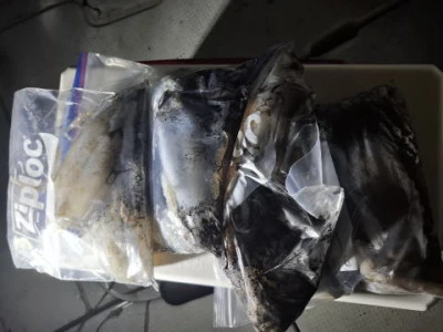 アーデン3号の2025年11月16日(日)2枚目の写真