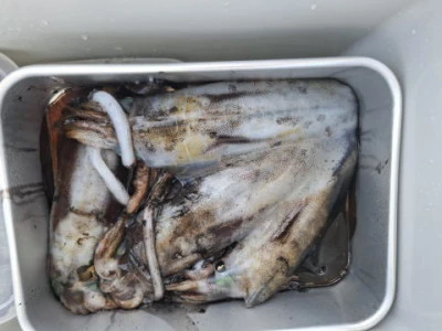 アーデン3号の2025年11月15日(土)1枚目の写真