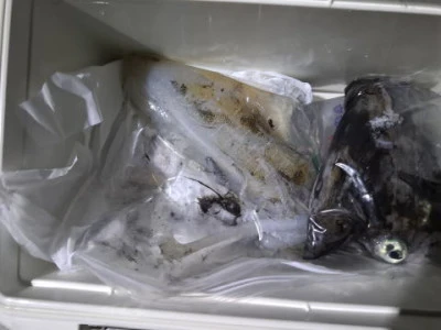 アーデン3号の2025年11月15日(土)2枚目の写真