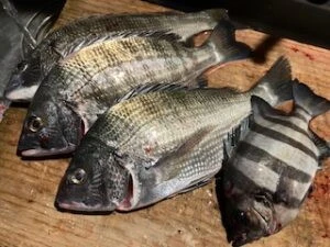 民宿とねの2025年11月23日(日)2枚目の写真