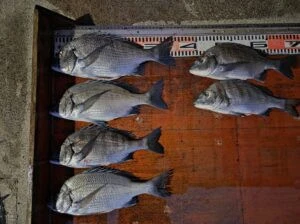 民宿とねの2025年11月21日(金)2枚目の写真