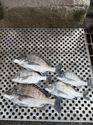 金丸渡船の2025年11月27日(木)3枚目の写真