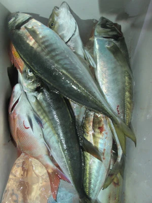 松福丸の2025年11月23日(日)4枚目の写真