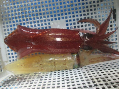 松福丸の2025年11月23日(日)5枚目の写真