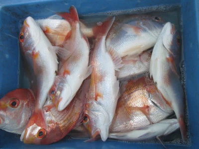 松福丸の2025年11月22日(土)5枚目の写真