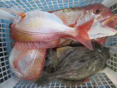 松福丸の2025年11月16日(日)1枚目の写真