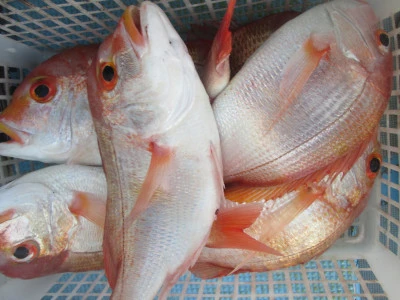 松福丸の2025年11月16日(日)2枚目の写真