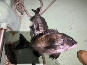 民宿とねの2025年11月27日(木)1枚目の写真