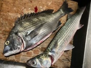 民宿とねの2025年11月27日(木)3枚目の写真