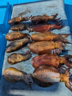 日正丸の2025年11月29日(土)2枚目の写真