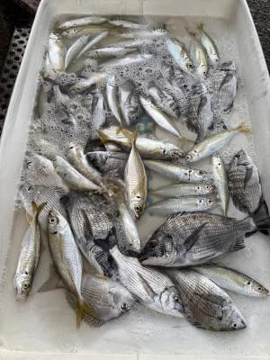 金丸渡船の2025年11月29日(土)1枚目の写真