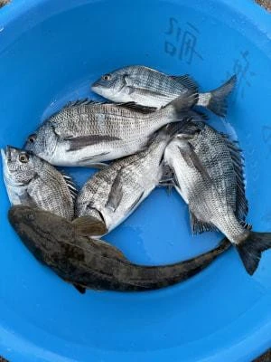 金丸渡船の2025年11月29日(土)2枚目の写真