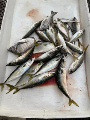 金丸渡船の2025年11月29日(土)3枚目の写真