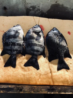 誠丸の2025年11月24日(月)2枚目の写真