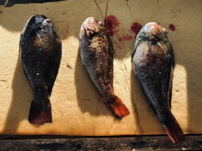 誠丸の2025年11月24日(月)4枚目の写真