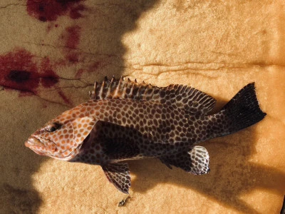 誠丸の2025年11月24日(月)5枚目の写真