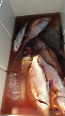 海洋丸の2025年11月30日(日)2枚目の写真