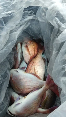 海洋丸の2025年11月30日(日)3枚目の写真