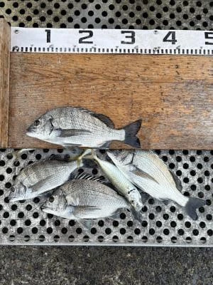 金丸渡船の2025年11月30日(日)4枚目の写真