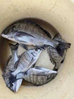 金丸渡船の2025年11月30日(日)5枚目の写真