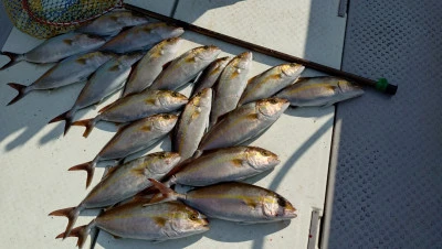 第三飛翔の2025年11月30日(日)4枚目の写真