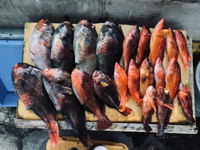 誠丸の2025年12月1日(月)1枚目の写真