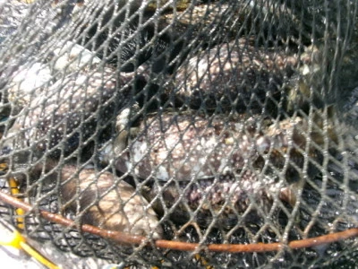 由良海つり公園&釣堀ランドの2025年12月1日(月)2枚目の写真