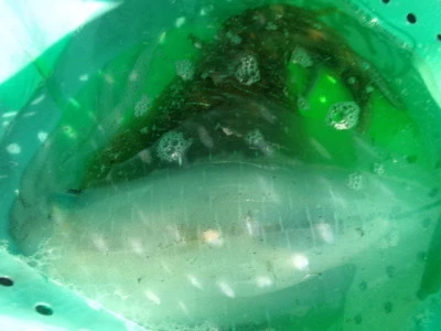 由良海つり公園&釣堀ランドの2025年12月1日(月)3枚目の写真