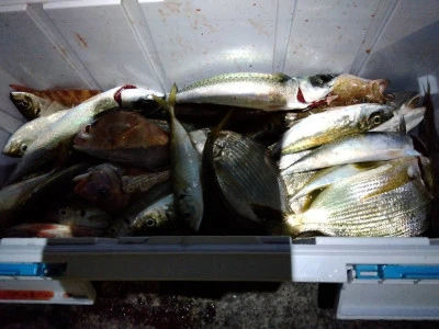 2025年最新】鹿児島県志布志新港 優幸丸の釣果詳細|釣りビジョン