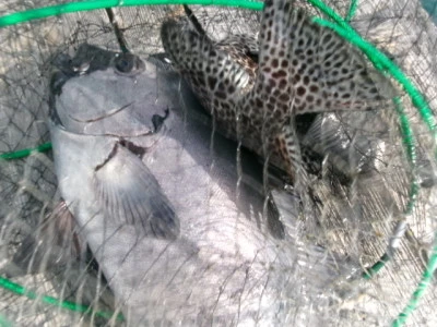 由良海つり公園&釣堀ランドの2025年12月2日(火)4枚目の写真