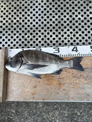 金丸渡船の2025年12月2日(火)1枚目の写真