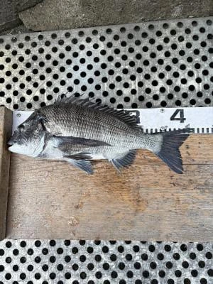 金丸渡船の2025年12月2日(火)2枚目の写真